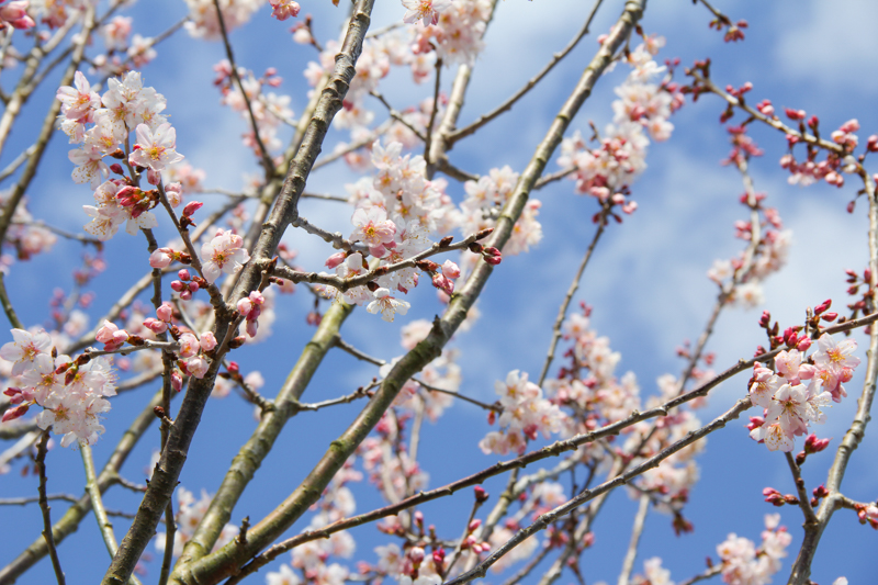 fleurs printemps