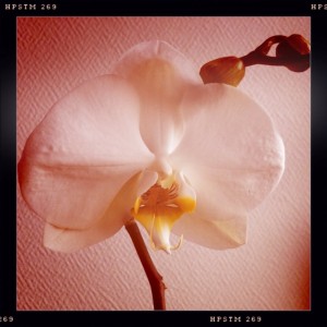orchidsmum.jpg