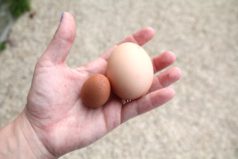 Mini oeuf de poule