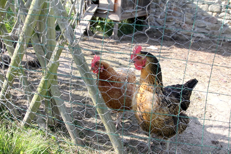 Poules