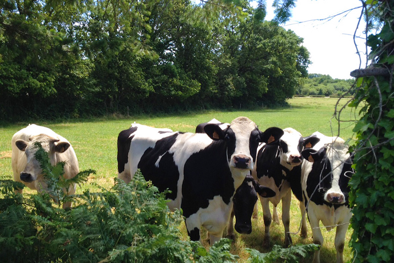 Vaches bretonnes