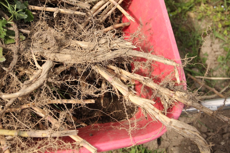 Jardinage : se débarrasser des bambous 