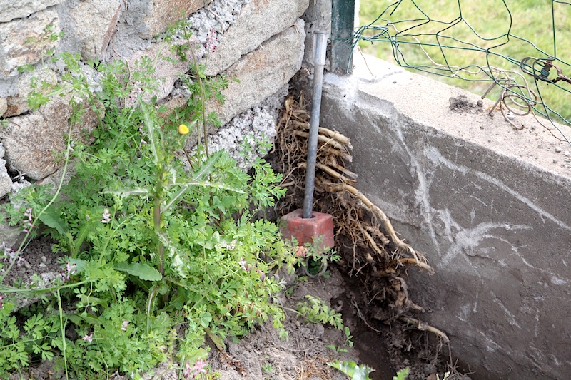 Jardinage : se débarrasser des bambous 