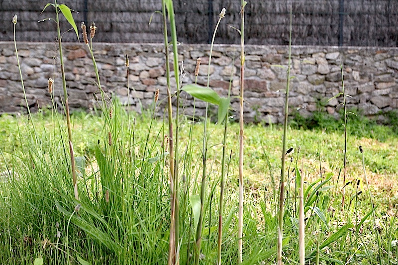 Jardinage : se débarrasser des bambous 