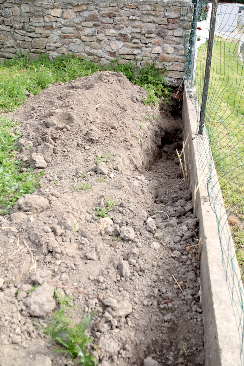 Jardinage : se débarrasser des bambous 