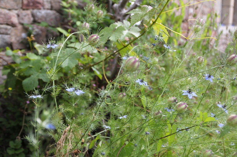 jardin Marjolaine