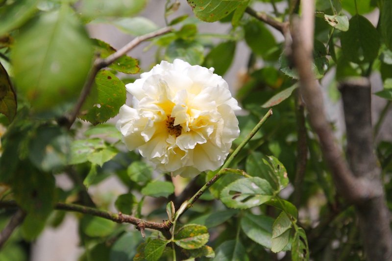 jardin Marjolaine