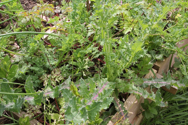 potager aromatique