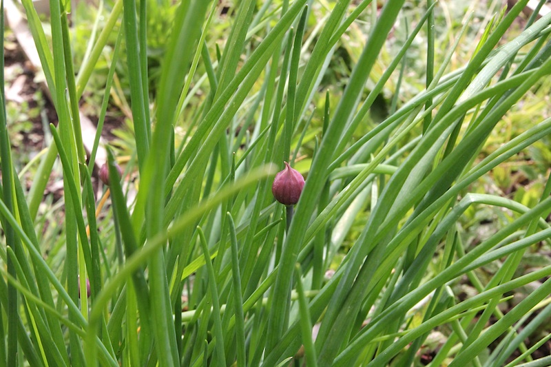 potager aromatique