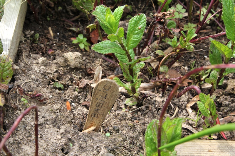 potager aromatique