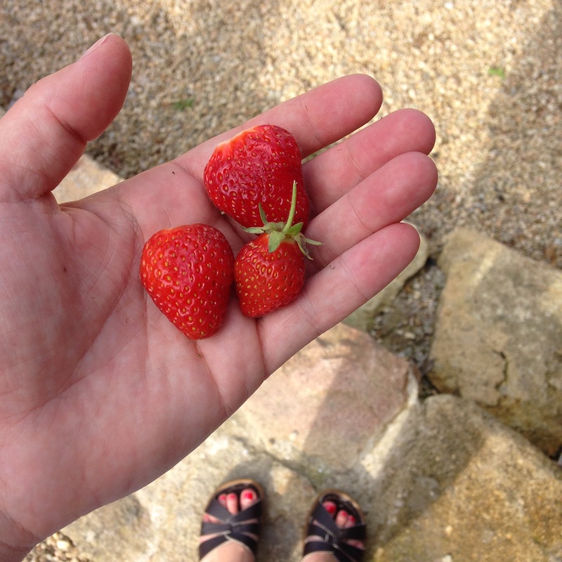 potager_fraises