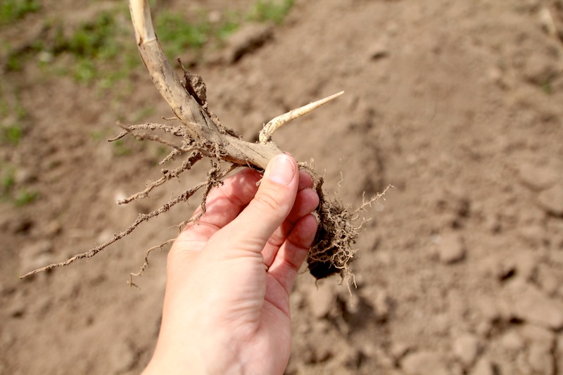 Jardinage : se débarrasser des bambous 