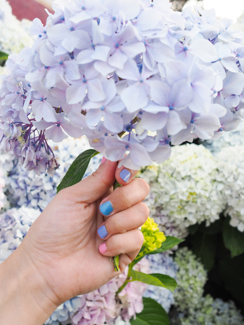 manucure hortensia (via wonderfulbreizh.fr)