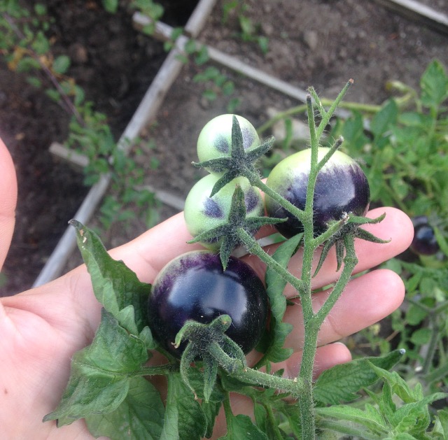 wbzh_tomates_bleues